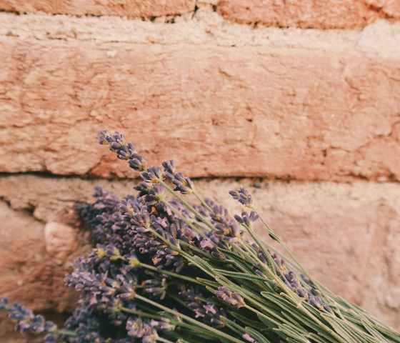 A bundle of lavender on a red brick background